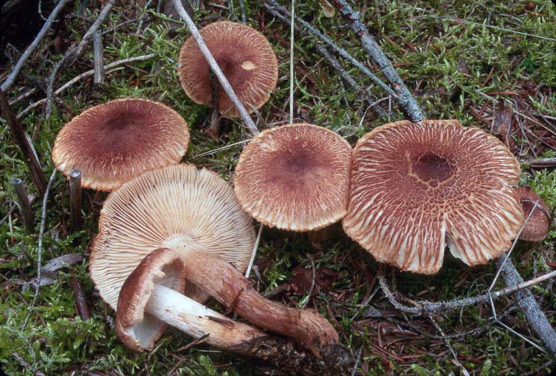 Tricholoma vaccinum